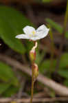 dwarf sundew